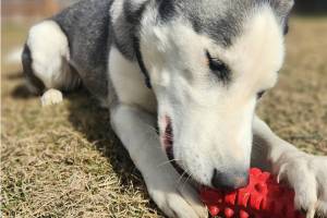 Asa, 2-year-old spayed female. Photo courtesy of Homer Animal Shelter
