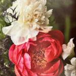 Peonies, a photograph on canvas by Edson Knapp in his exhibit, Celebrating Peonies, which includes images from his familys peony farm, is on display at the Art Shop Gallery through July 2024 in Homer, Alaska. Photo provided by the Art Shop Gallery