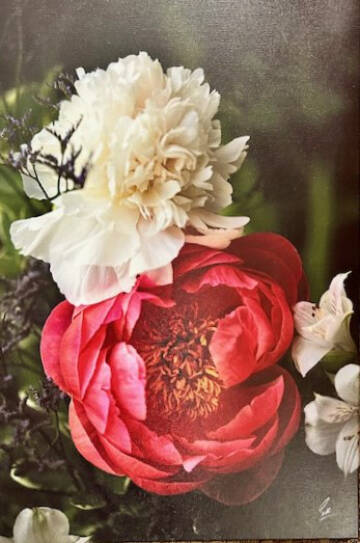 Peonies, a photograph on canvas by Edson Knapp in his exhibit, Celebrating Peonies, which includes images from his familys peony farm, is on display at the Art Shop Gallery through July 2024 in Homer, Alaska. Photo provided by the Art Shop Gallery