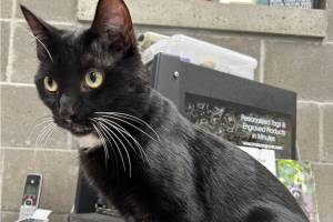 Maui, 1-year-old male. Photo courtesy of Homer Animal Shelter