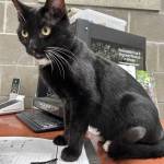 Maui, 1-year-old male. Photo courtesy of Homer Animal Shelter