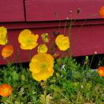 Iceland poppies are growing in planter boxes outside the Pratt Museum on Friday, July 5, 2024, in Homer, Alaska. (Delcenia Cosman/Homer News)