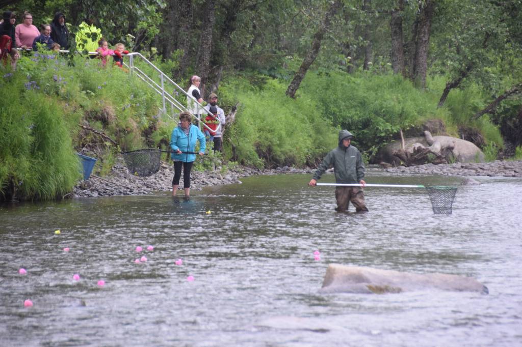 Volunteers catch drifting ducks with nets at the finish line during the third annual Anchor River Duck Races on Saturday, July 6, 2024, in Anchor Point, Alaska. (Delcenia Cosman/Homer News)