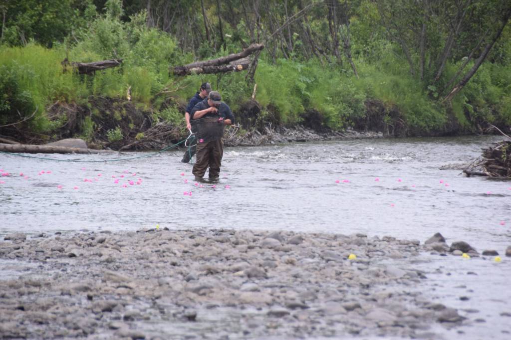 Volunteers catch drifting ducks with nets at the finish line and check for the winning numbers during the third annual Anchor River Duck Races on Saturday, July 6, 2024, in Anchor Point, Alaska. (Delcenia Cosman/Homer News)