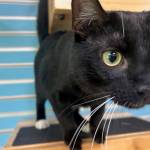 Maui, 1-year-old male. Photo courtesy of Homer Animal Shelter