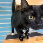 Maui, 1-year-old male. Photo courtesy of Homer Animal Shelter