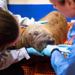 Alaska SeaLife Center Animal Care Specialist Maddie Welch (left) and Veterinary Technician Jessica Davis (right) feeds the orphaned female Pacific walrus calf patient that arrived from Utqiagvik, Alaska on Monday, July 22, 2024. Walruses are rare patients for the Wildlife Response Department, with only eleven total and just one other female since the ASLC opened in 1998. Photo by Kaiti Grant