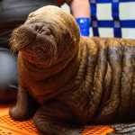 The Alaska SeaLife Center Wildlife Response Program is caring for an orphaned female Pacific walrus calf that arrived from Utqiagvik, Alaska on Monday, July 22, 2024. Photo by Kaiti Grant
