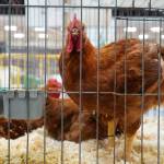 Chickens are displayed during the Kenai Peninsula District 4-H Agriculture Expo in the Soldotna Regional Sports Complex in Soldotna, Alaska, on Saturday, July 27, 2024. (Jake Dye/Peninsula Clarion)