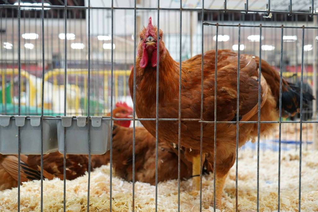 Chickens are displayed during the Kenai Peninsula District 4-H Agriculture Expo in the Soldotna Regional Sports Complex in Soldotna, Alaska, on Saturday, July 27, 2024. (Jake Dye/Peninsula Clarion)