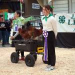 Behati Frisk shows her champion chickens for auction during the Kenai Peninsula District 4-H Agriculture Expo in the Soldotna Regional Sports Complex in Soldotna, Alaska, on Saturday, July 27, 2024. (Jake Dye/Peninsula Clarion)