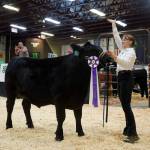 Melanie Carpenter shows her overall grand champion steer, Napoleon, for auction during the Kenai Peninsula District 4-H Agriculture Expo in the Soldotna Regional Sports Complex in Soldotna, Alaska, on Saturday, July 27, 2024. The winning bid came in over $10,000. (Jake Dye/Peninsula Clarion)