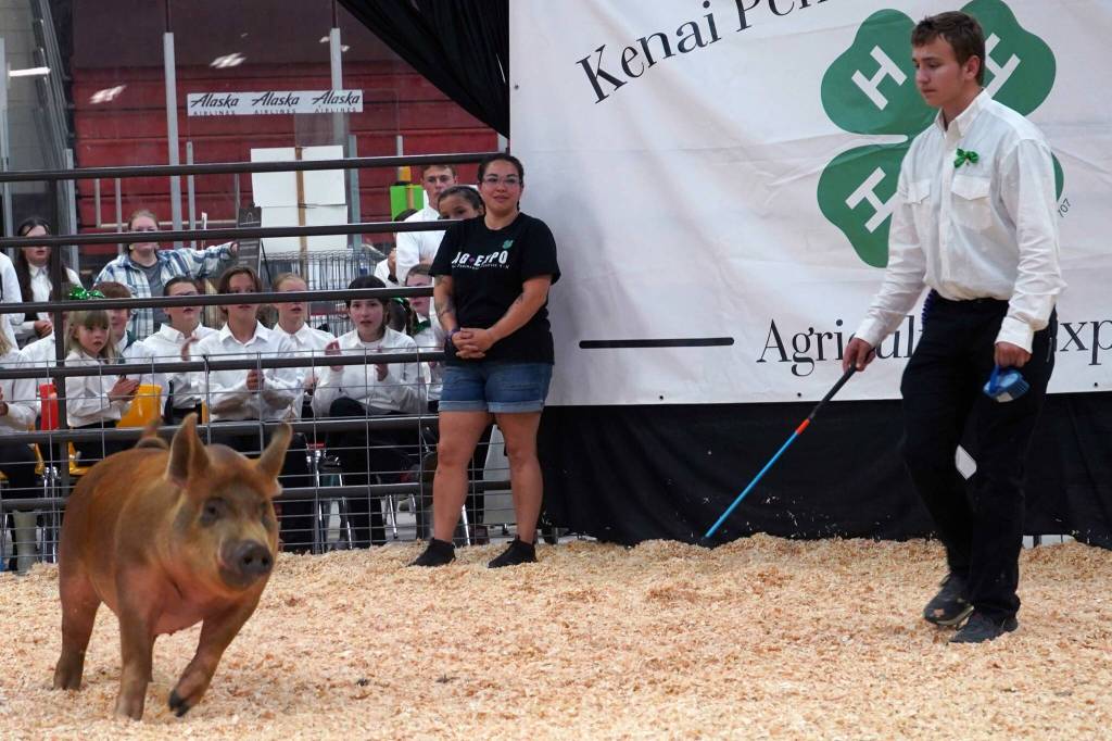 Rusty Holmes shows his overall grand champion hog for auction during the Kenai Peninsula District 4-H Agriculture Expo in the Soldotna Regional Sports Complex in Soldotna, Alaska, on Saturday, July 27, 2024. (Jake Dye/Peninsula Clarion)