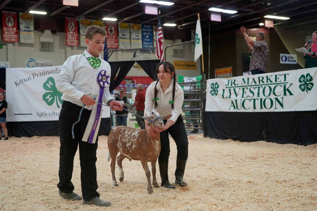 Paxton Katzenberger shows his Grand Champion lamb for auction during the Kenai Peninsula District 4-H Agriculture Expo in the Soldotna Regional Sports Complex in Soldotna, Alaska, on Saturday, July 27, 2024. (Jake Dye/Peninsula Clarion)