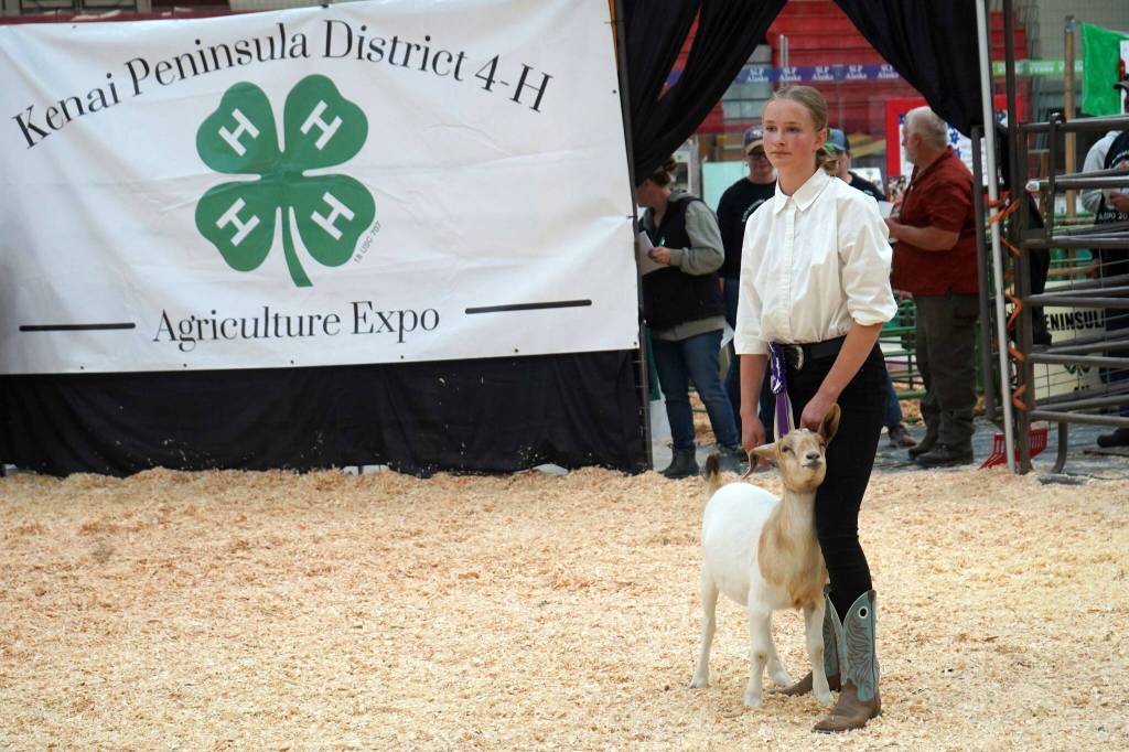 Kadence Holmes shows her grand champion goat for auction during the Kenai Peninsula District 4-H Agriculture Expo in the Soldotna Regional Sports Complex in Soldotna, Alaska, on Saturday, July 27, 2024. (Jake Dye/Peninsula Clarion)