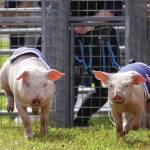 Pigs race at the Kenai Peninsula Fair in Ninilchik, Alaska, on Friday, Aug. 11, 2023. (Jake Dye/Peninsula Clarion)
Pigs race at the Kenai Peninsula Fair in Ninilchik, Alaska, on Friday, Aug. 11, 2023. (Jake Dye/Peninsula Clarion)