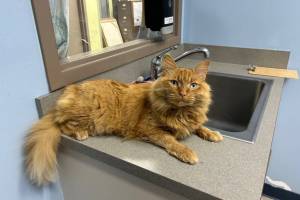 Conan, 7.5-year-old male. Photo courtesy of Homer Animal Shelter