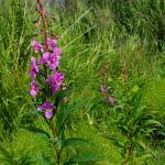 Fireweed marks the passage of summer as it blooms near Beluga Lake on Monday, July 29, 2024, in Homer, Alaska. (Delcenia Cosman/Homer News)