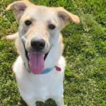 Snoopy, 9-month-old male. Photo courtesy of Homer Animal Shelter