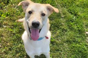 Snoopy, 9-month-old male. Photo courtesy of Homer Animal Shelter