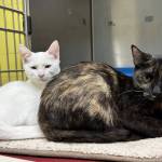 The Judds: Naomi and Wynonna, approximately 1.5-year-old and 4.5-month-old females. Photo courtesy of Homer Animal Shelter