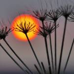 "Pushki Sunset" by Lorna Branzuela is on display through September at Fireweed Gallery in Homer, Alaska. Photo provided by Fireweed Gallery