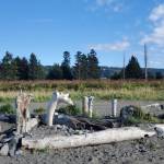 Driftwood stands upright in the sand at Bishops Beach on Tuesday, Sept. 3, 2024, in Homer, Alaska. (Delcenia Cosman/Homer News)