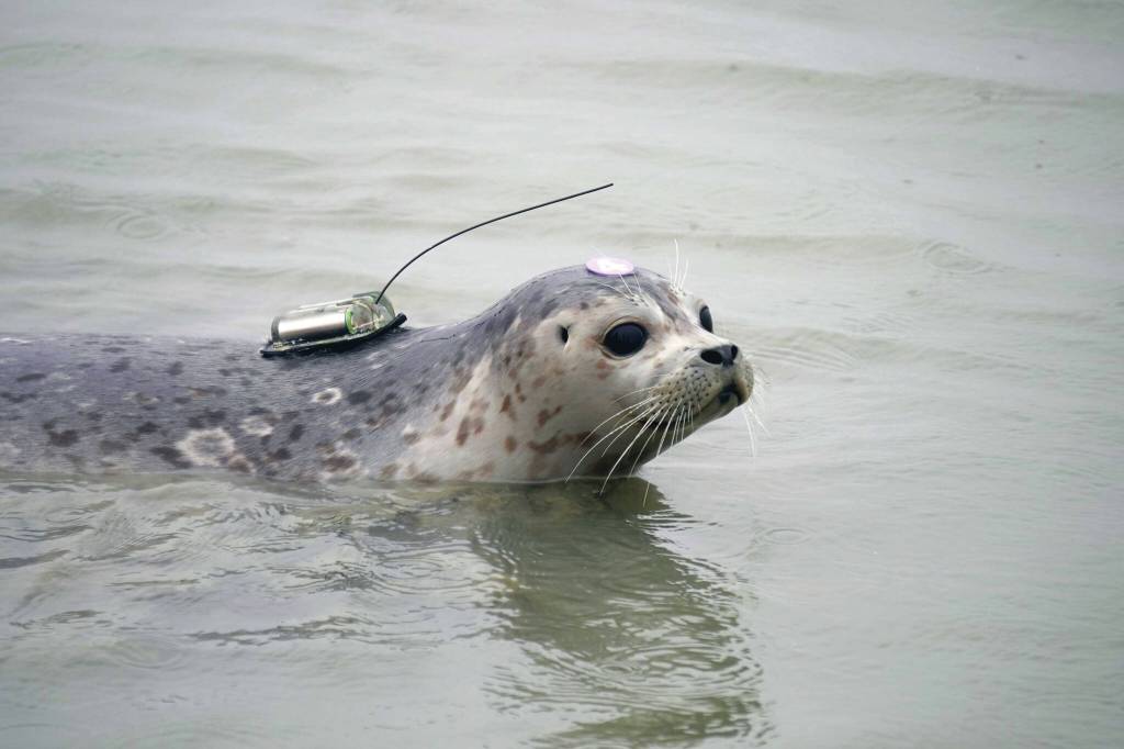 Jake Dye/Peninsula Clarion
Peperoncini swims out into the mouth of the Kenai River after being released from the Alaska SeaLife Centers Wildlife Response Program at North Kenai Beach in Kenai on Thursday, Sept. 5.