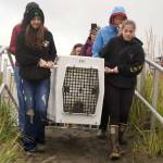Seals are carried out toward the mouth of the Kenai River to be released from the Alaska SeaLife Centers Wildlife Response Program at North Kenai Beach in Kenai, Alaska, on Thursday, Sept. 5, 2024. (Jake Dye/Peninsula Clarion)