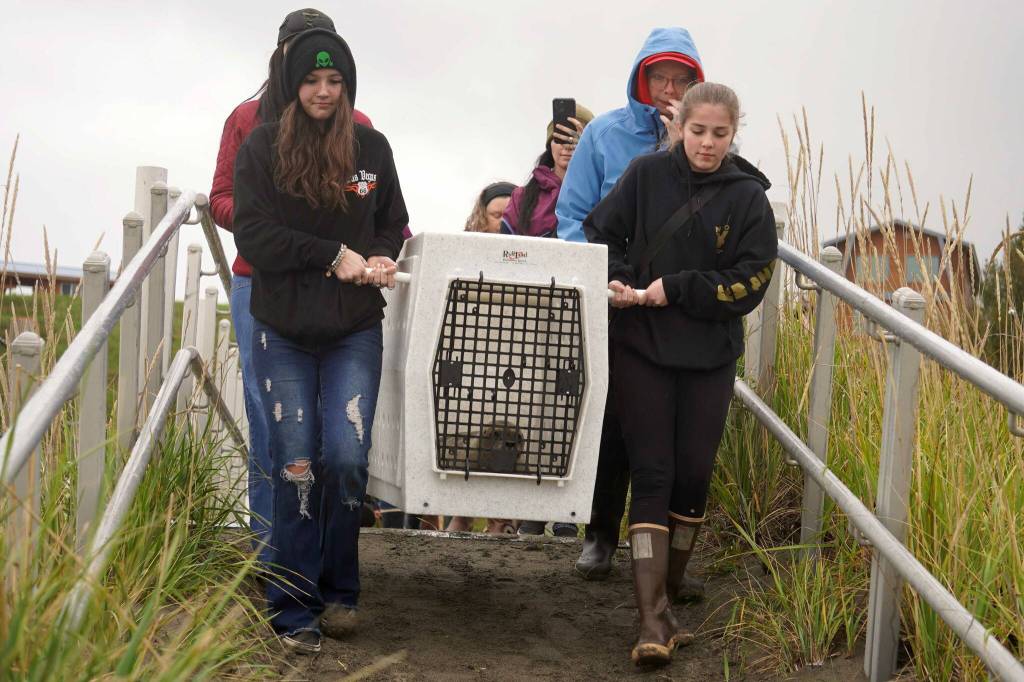 Seals are carried out toward the mouth of the Kenai River to be released from the Alaska SeaLife Centers Wildlife Response Program at North Kenai Beach in Kenai, Alaska, on Thursday, Sept. 5, 2024. (Jake Dye/Peninsula Clarion)