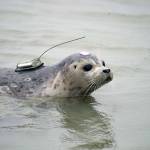 Peperoncini swims out into the mouth of the Kenai River after being released from the Alaska SeaLife Centers Wildlife Response Program at North Kenai Beach in Kenai, Alaska, on Thursday, Sept. 5, 2024. (Jake Dye/Peninsula Clarion)