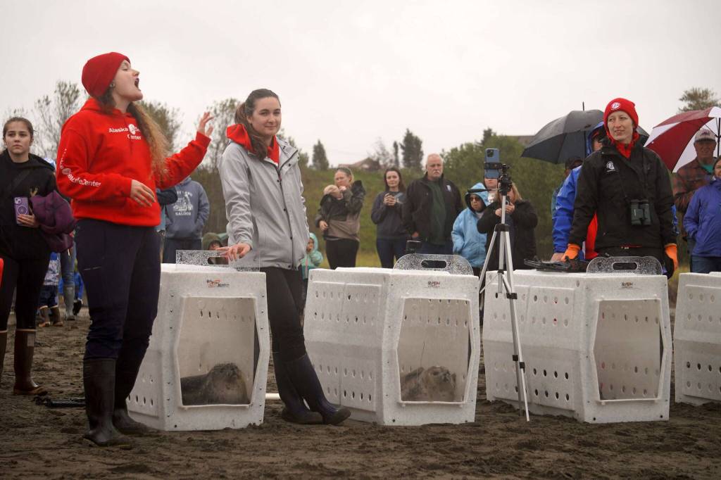 Animal Care Specialist Savannah Costner speaks before the release of group of seals from the Alaska SeaLife Centers Wildlife Response Program at North Kenai Beach in Kenai, Alaska, on Thursday, Sept. 5, 2024. (Jake Dye/Peninsula Clarion)