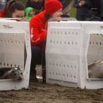 Seals poke their heads out of kennels while being released from the Alaska SeaLife Centers Wildlife Response Program at North Kenai Beach in Kenai, Alaska, on Thursday, Sept. 5, 2024. (Jake Dye/Peninsula Clarion)