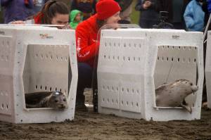 Seals poke their heads out of kennels while being released from the Alaska SeaLife Centers Wildlife Response Program at North Kenai Beach in Kenai, Alaska, on Thursday, Sept. 5, 2024. (Jake Dye/Peninsula Clarion)