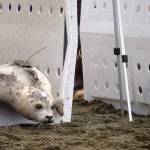 Peperoncini pokes her head out of a kennel while being released from the Alaska SeaLife Centers Wildlife Response Program at North Kenai Beach in Kenai, Alaska, on Thursday, Sept. 5, 2024. (Jake Dye/Peninsula Clarion)