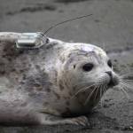 Peperoncini makes her way to the mouth of the Kenai River after being released from the Alaska SeaLife Centers Wildlife Response Program at North Kenai Beach in Kenai, Alaska, on Thursday, Sept. 5, 2024. (Jake Dye/Peninsula Clarion)