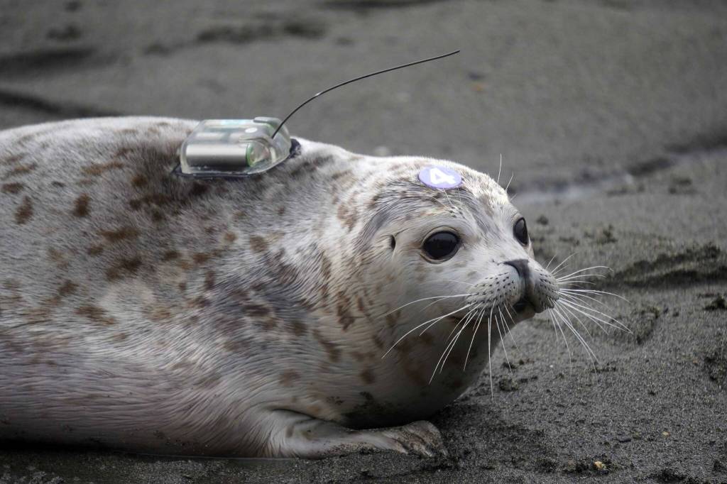 Peperoncini makes her way to the mouth of the Kenai River after being released from the Alaska SeaLife Centers Wildlife Response Program at North Kenai Beach in Kenai, Alaska, on Thursday, Sept. 5, 2024. (Jake Dye/Peninsula Clarion)