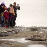 Seals move towards the mouth of the Kenai River before a large crowd of observers after the seals were released from the Alaska SeaLife Centers Wildlife Response Program at North Kenai Beach in Kenai, Alaska, on Thursday, Sept. 5, 2024. (Jake Dye/Peninsula Clarion)