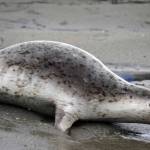 A seals moves towards the mouth of the Kenai River after being released from the Alaska SeaLife Centers Wildlife Response Program at North Kenai Beach in Kenai, Alaska, on Thursday, Sept. 5, 2024. (Jake Dye/Peninsula Clarion)