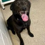 Evie, 1-year-old femaie. Photo courtesy of Homer Animal Shelter