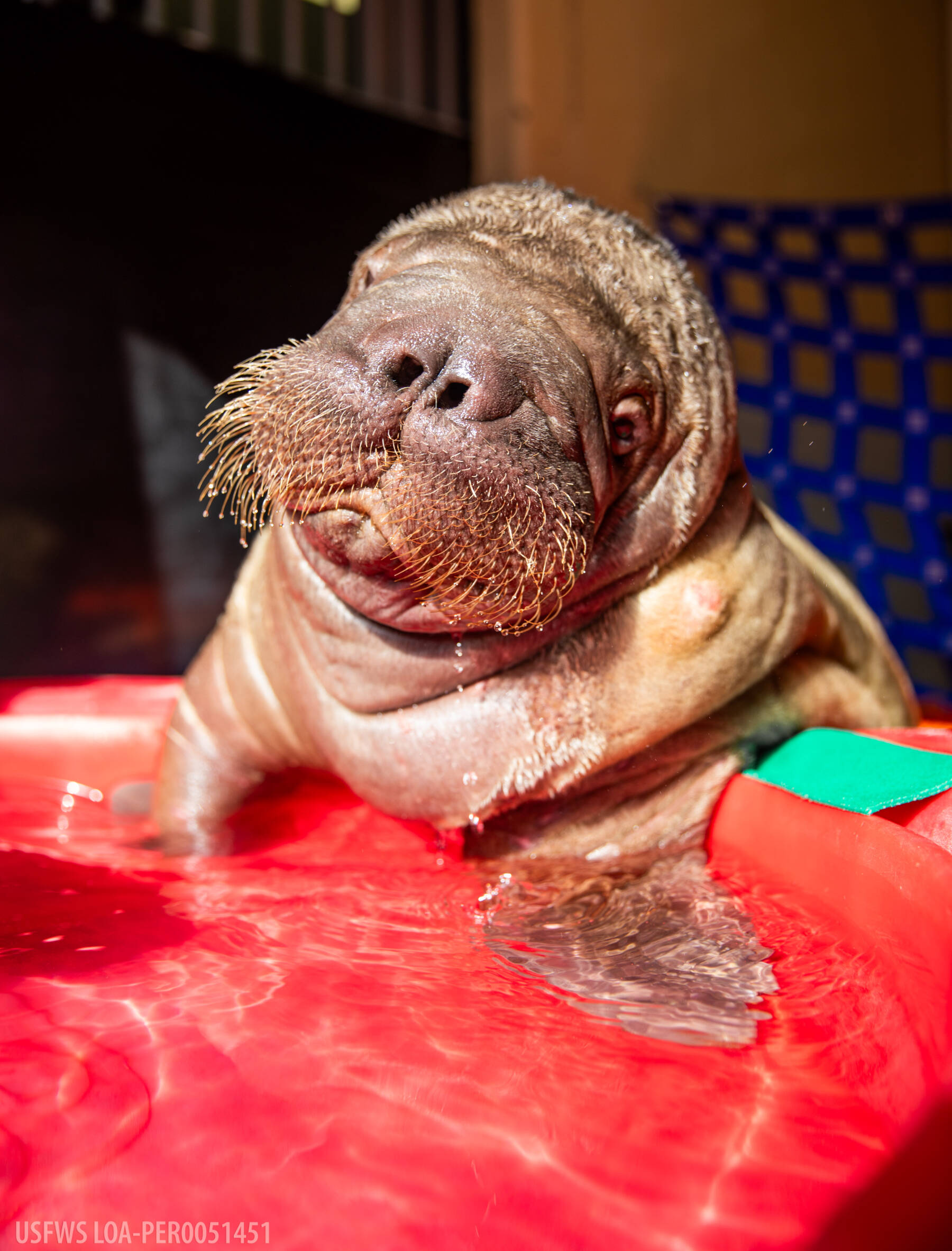 Pacific walrus calf rehomed to SeaWorld Orlando | Homer News