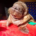 Ukiaq, an orphaned Pacific walrus calf, rescued in Utqiagvik, Alaska in July 2024, is rehomed to SeaWorld Orlando on Sept. 18, 2024. Photo by the Alaska SeaLife Center