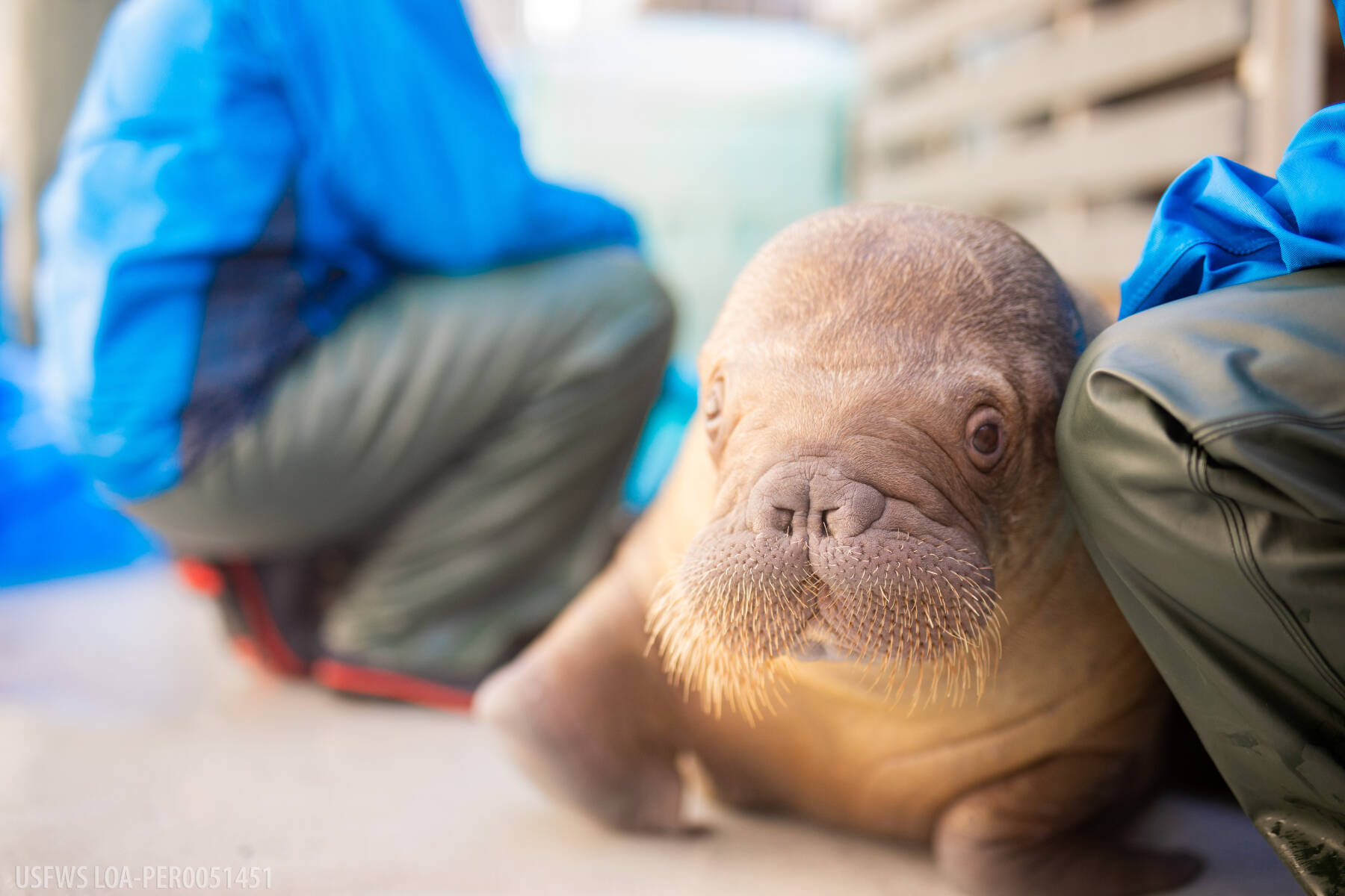 Pacific walrus calf rehomed to SeaWorld Orlando | Homer News
