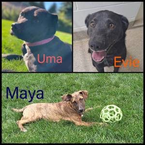Uma, Maya, Evie  females ranging from 7 months old to 1.25 years old. Photo courtesy of Homer Animal Shelter