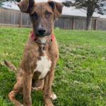 Maya, 7-month-old female. Photo courtesy of Homer Animal Shelter