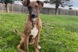 Maya, 7-month-old female. Photo courtesy of Homer Animal Shelter