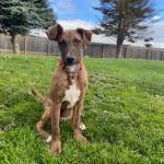 Maya, 7-month-old female. Photo courtesy of Homer Animal Shelter