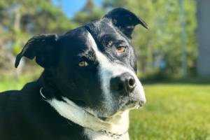 Baisden family dog, Tug, is photographed in this undated photo. (Photo courtesy Rhonda Baisden)