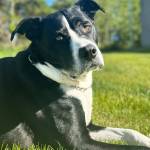 Baisden family dog, Tug, is photographed in this undated photo. (Photo courtesy Rhonda Baisden)