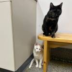 Naomi and Wynonna Judd, 1.5-year-old and 6-month-old females. Photo courtesy of Homer Animal Shelter